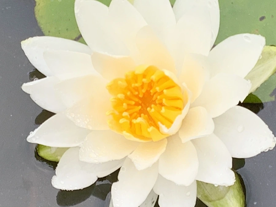 IMG_7844.jpg?type=w966