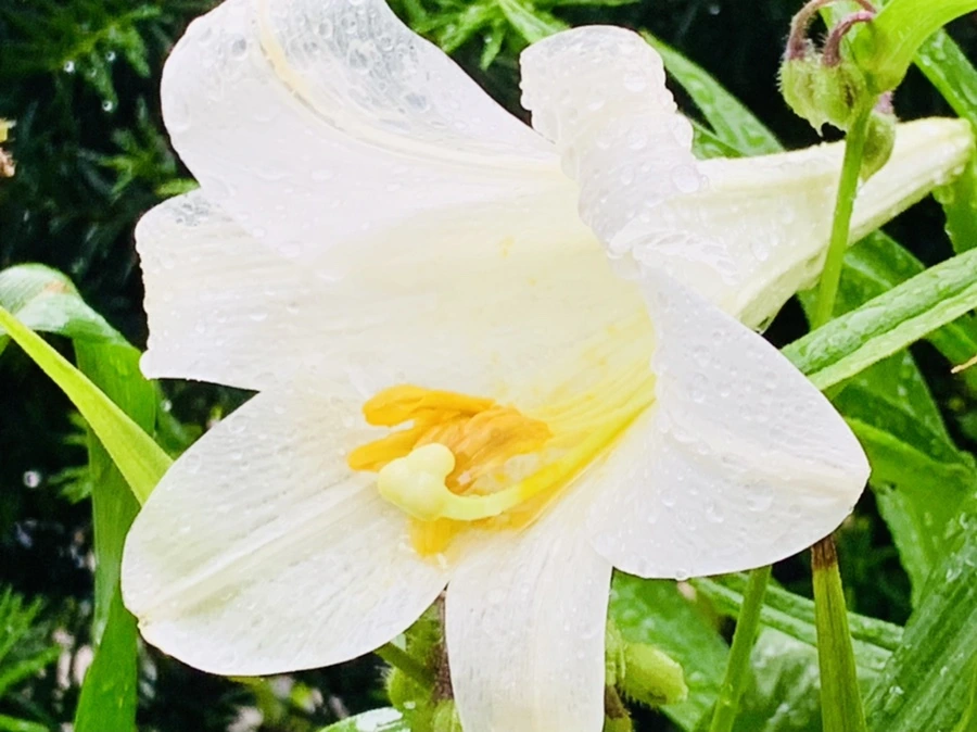 IMG_0136.jpg?type=w966