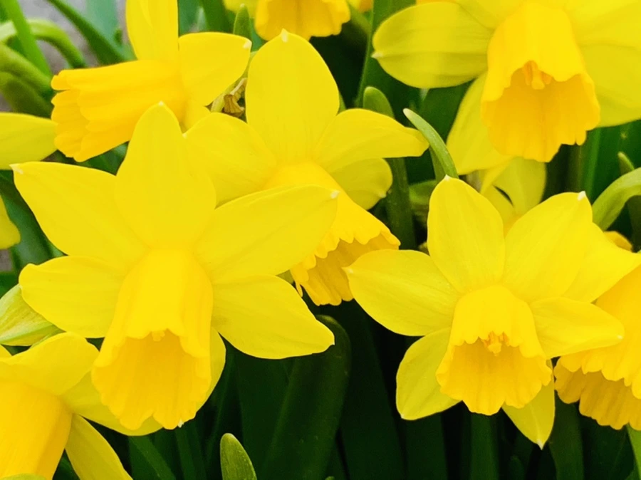 IMG_3224.jpg?type=w966