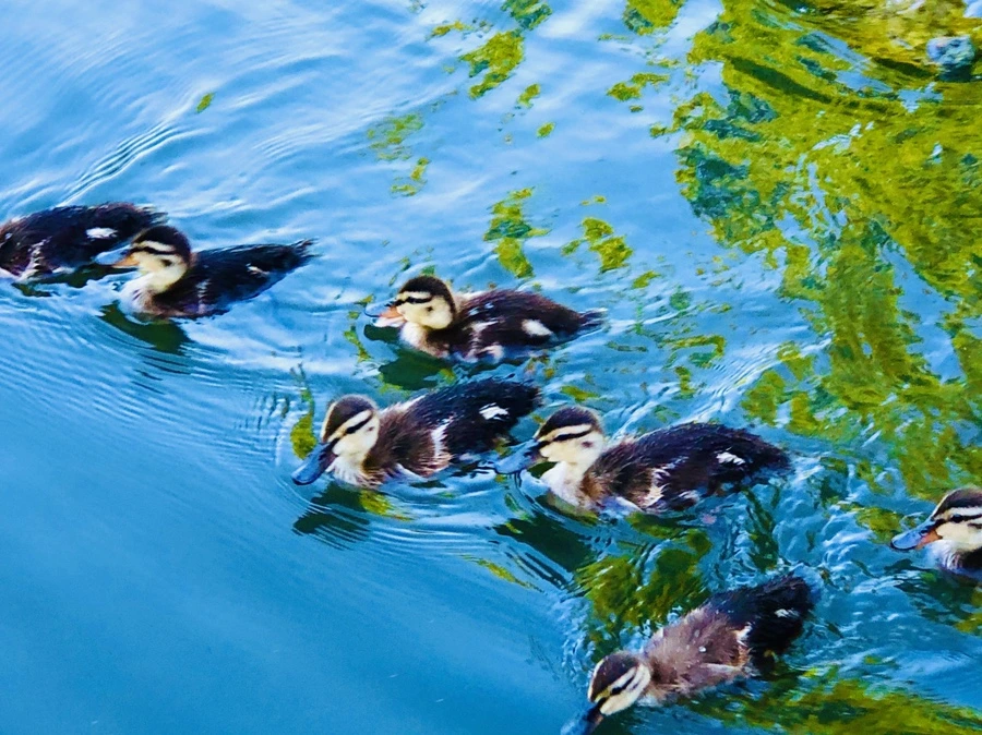 IMG_2694.jpg?type=w966