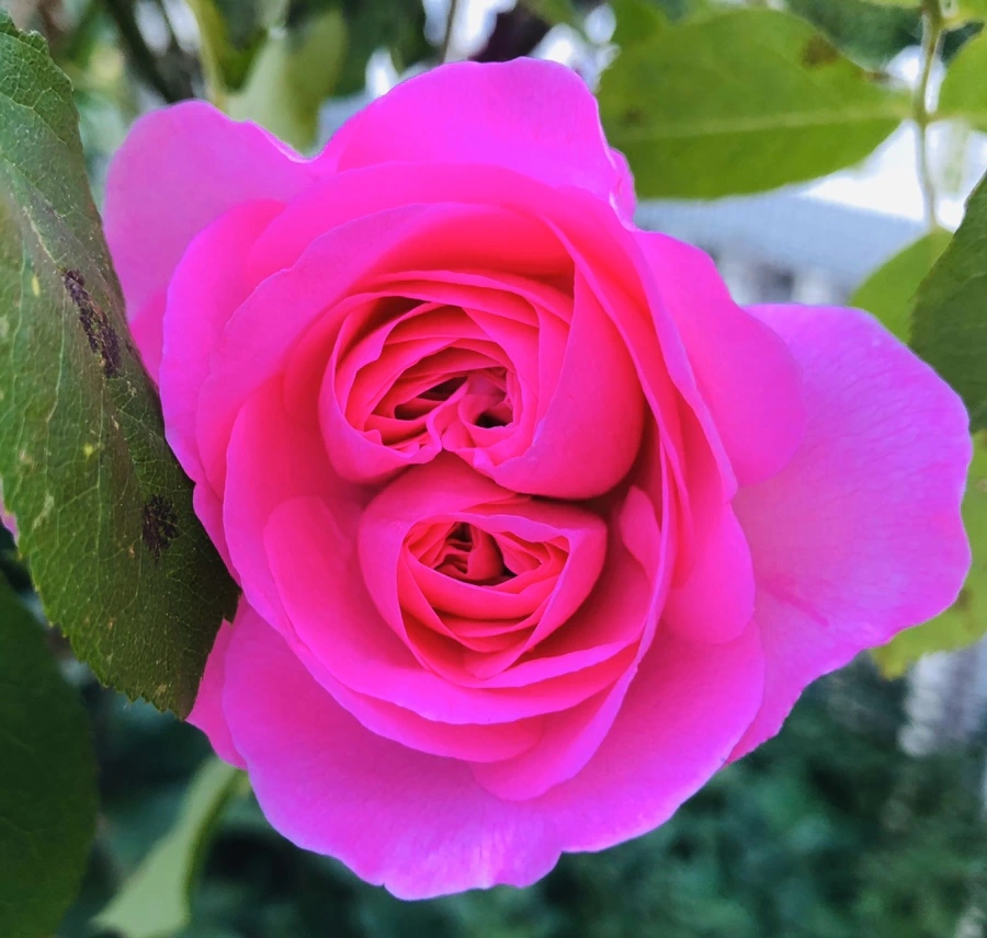 IMG_7799.jpg?type=w966