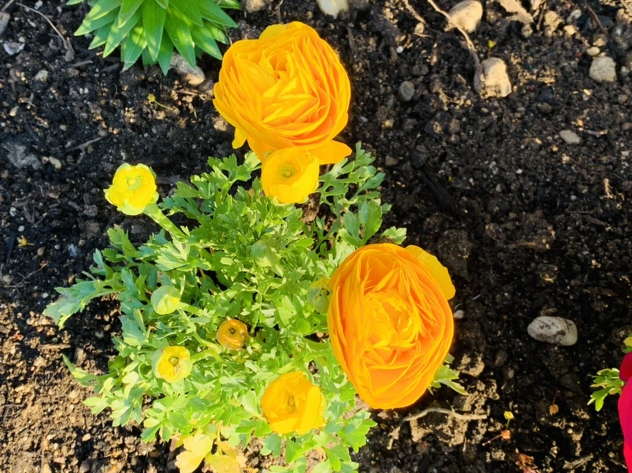 IMG_4968.jpg?type=w966