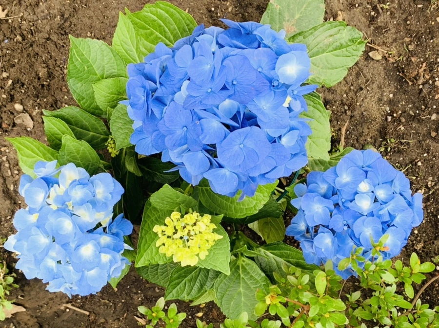 IMG_6004.jpg?type=w966