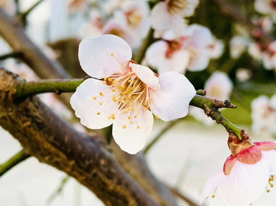 IMG_2742.jpg?type=w966