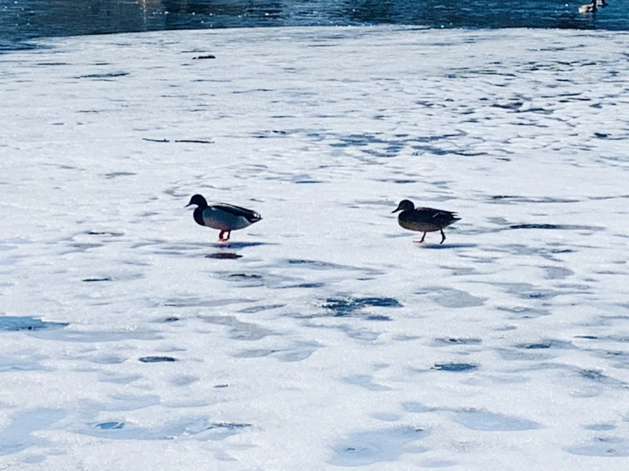 IMG_6888.jpg?type=w966