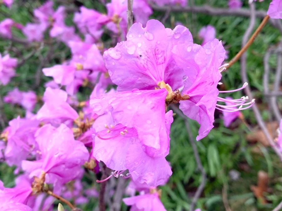 IMG_6137.jpg?type=w966