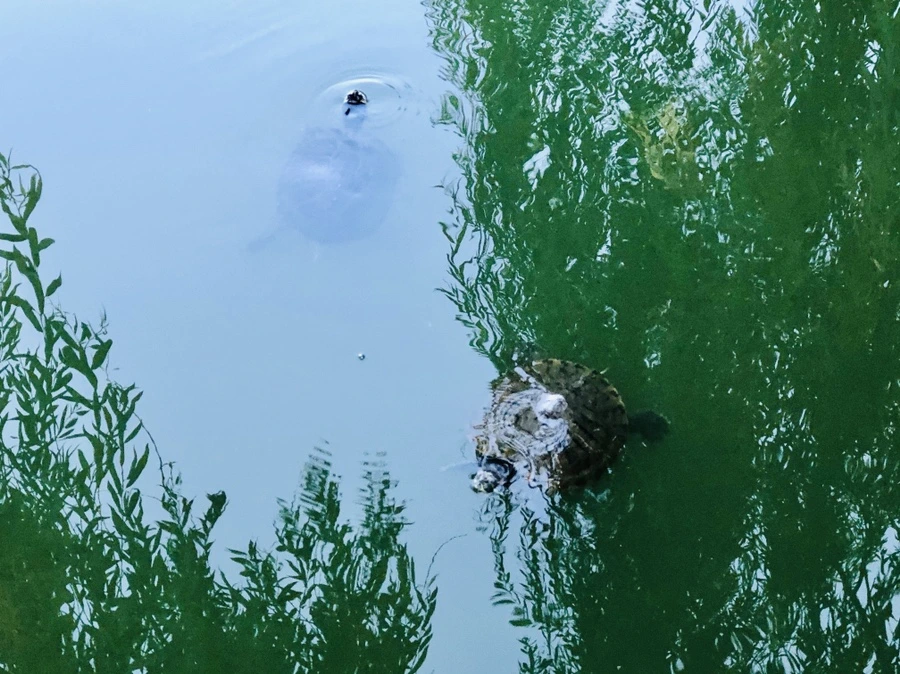 IMG_1033.jpg?type=w966