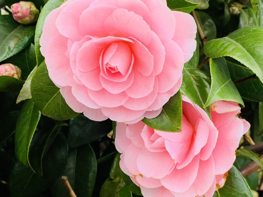 IMG_6011.jpg?type=w966