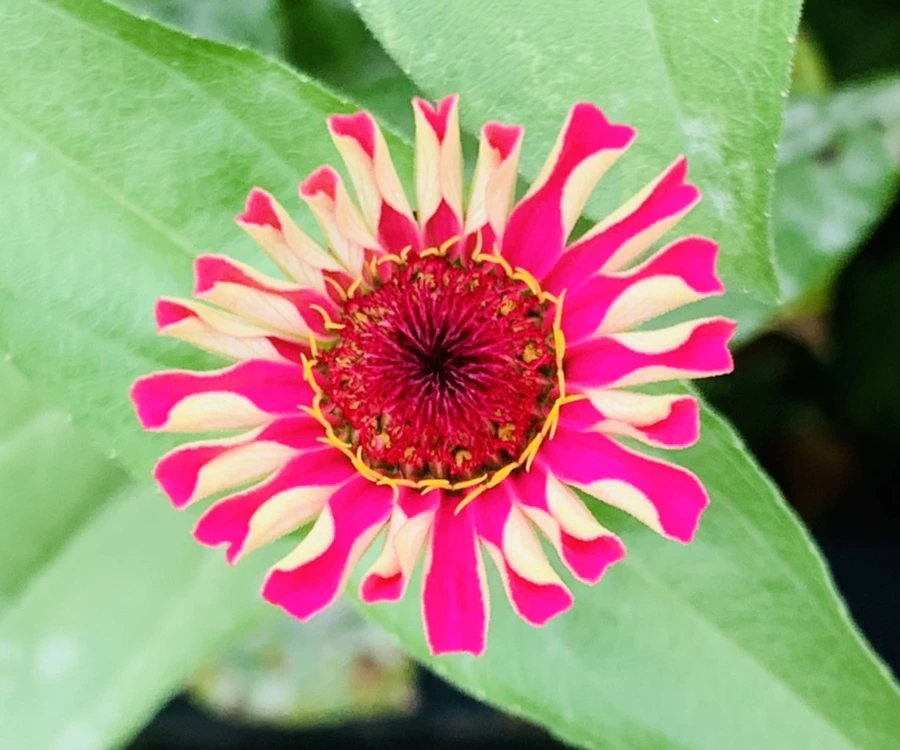 IMG_1179.jpg?type=w966