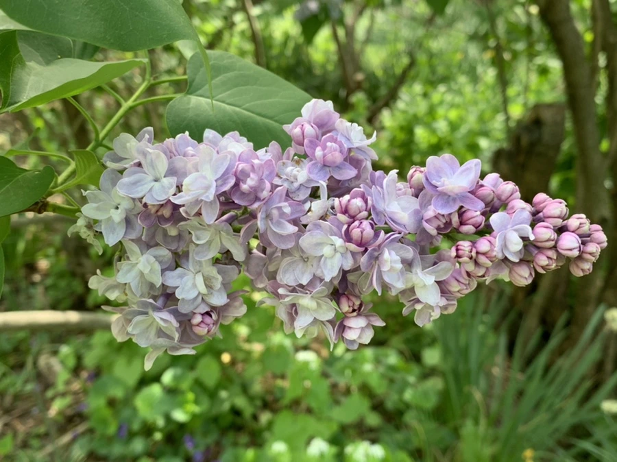 IMG_8807.jpg?type=w966