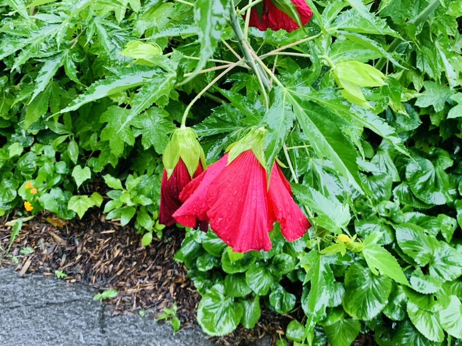 IMG_8813.jpg?type=w966