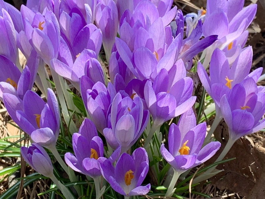 IMG_1286.jpg?type=w966