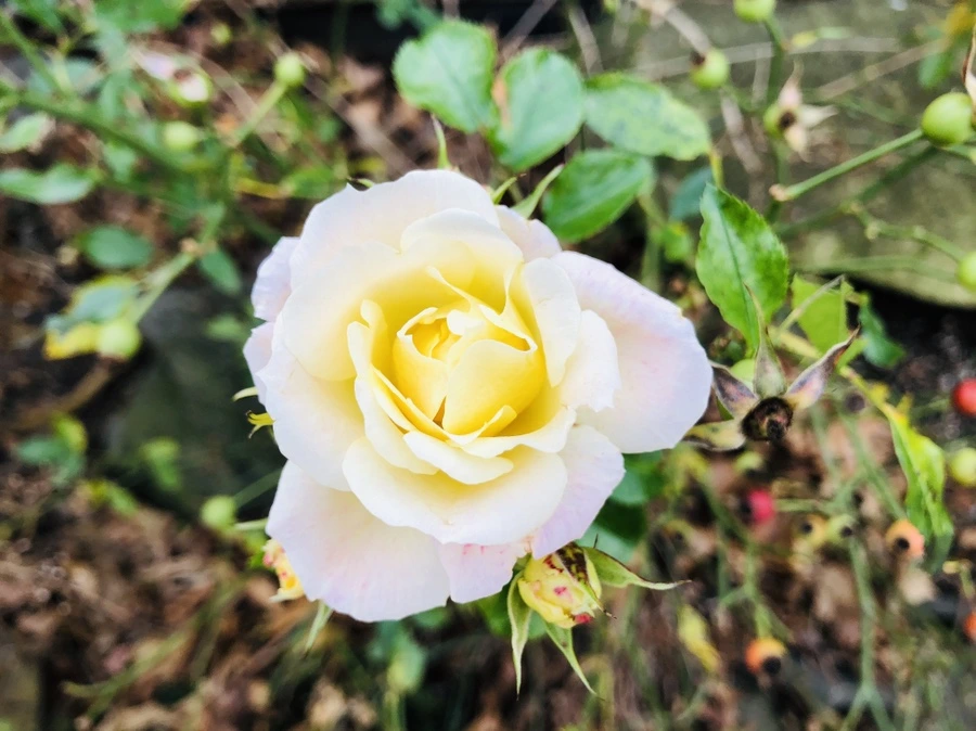 IMG_5992.jpg?type=w966