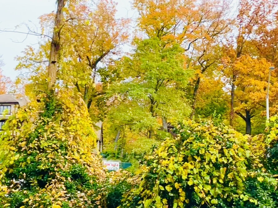 IMG_2285.jpg?type=w966