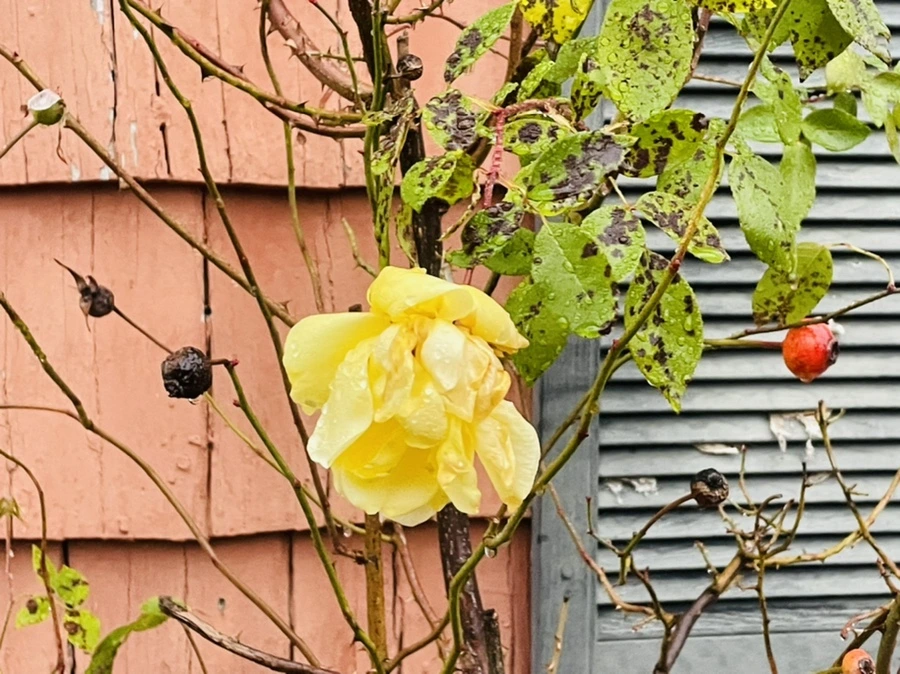 IMG_6423.jpg?type=w966