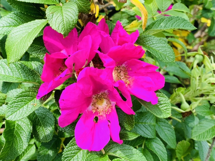 IMG_2365.jpg?type=w966