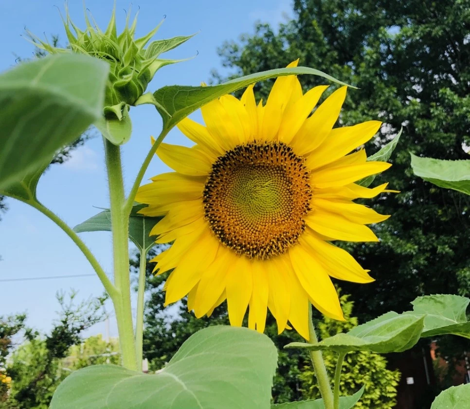 IMG_8257.jpg?type=w966