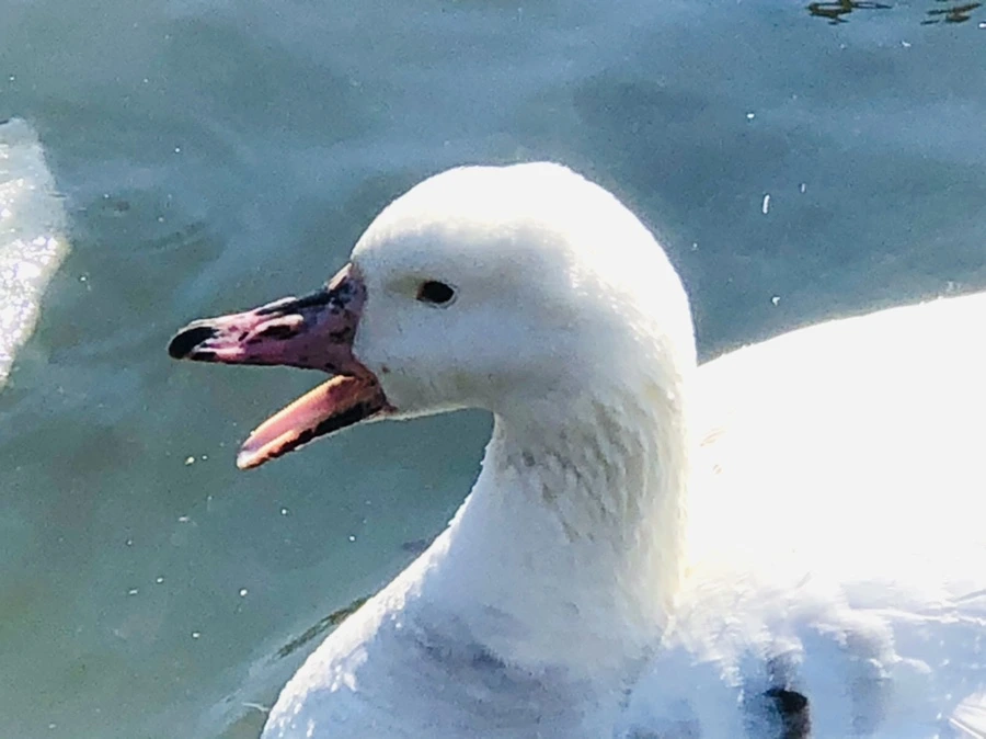 IMG_5231.jpg?type=w966