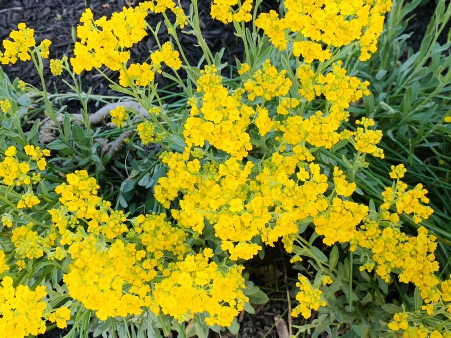 IMG_4158.jpg?type=w966