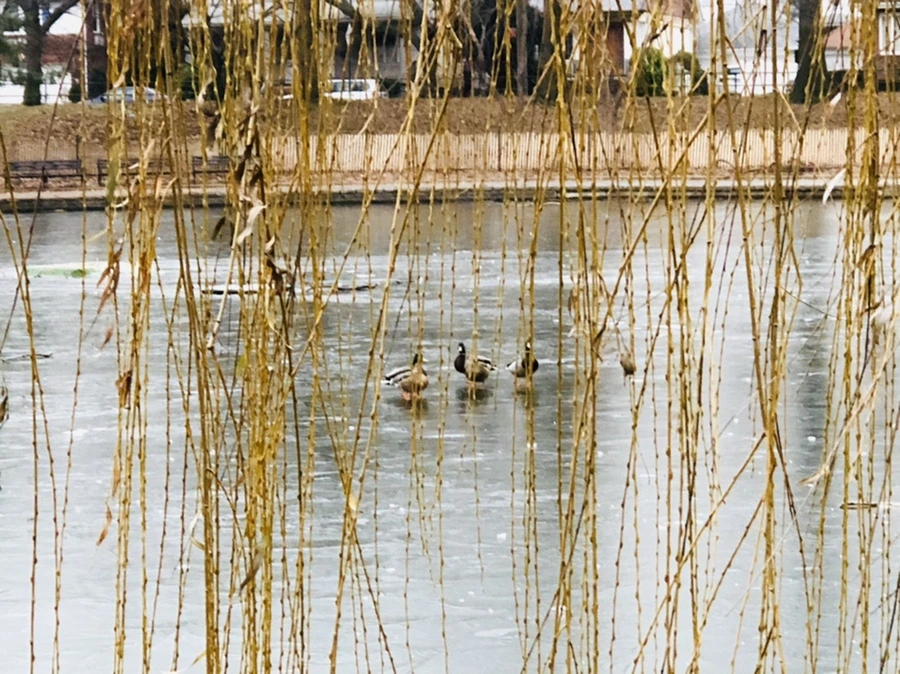 IMG_2348.jpg?type=w966