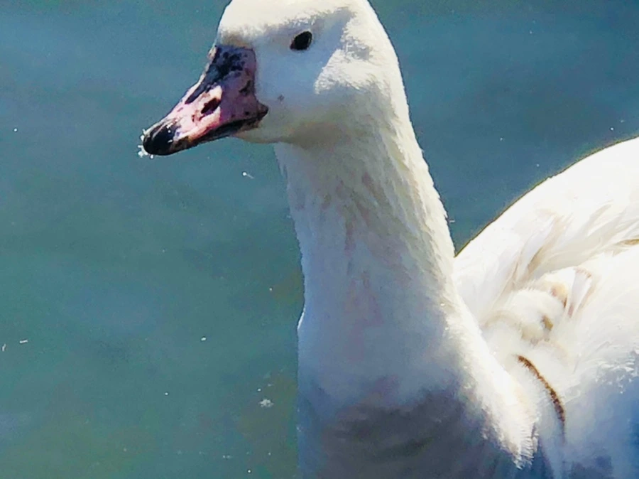 IMG_5226.jpg?type=w966