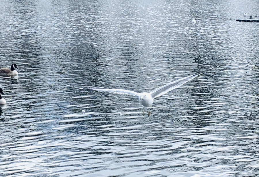 IMG_7863.jpg?type=w966