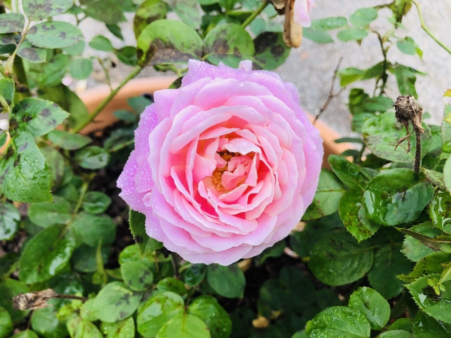 IMG_2245.jpg?type=w966