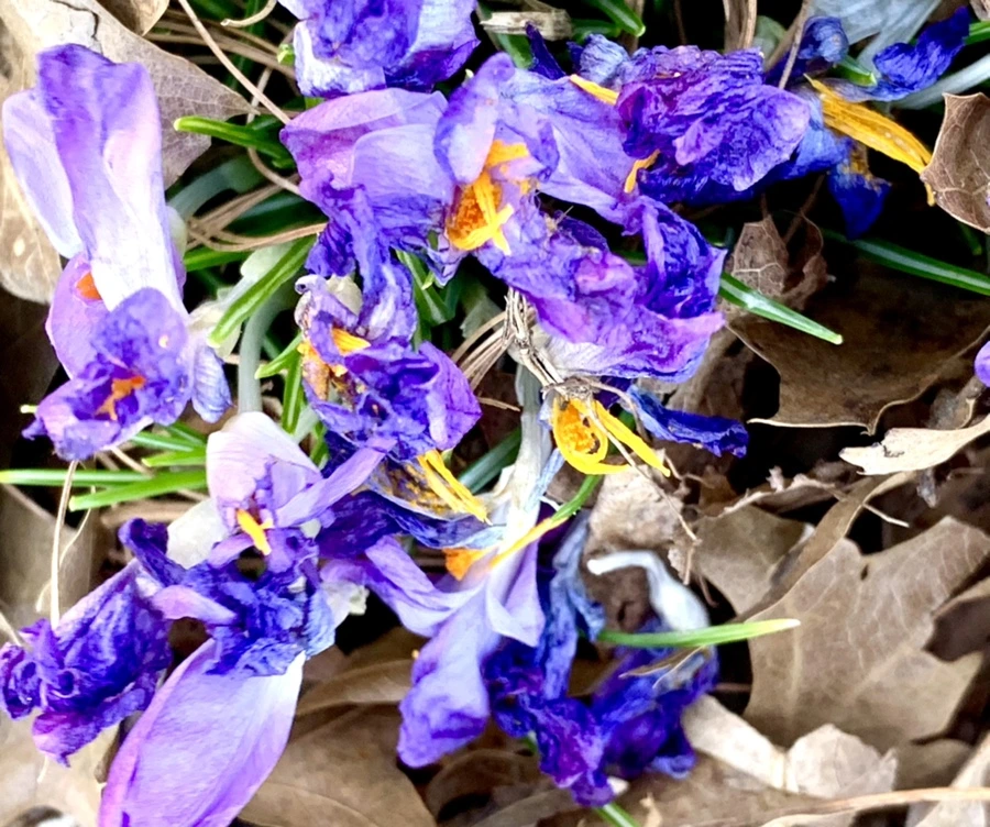 IMG_1513.jpg?type=w966