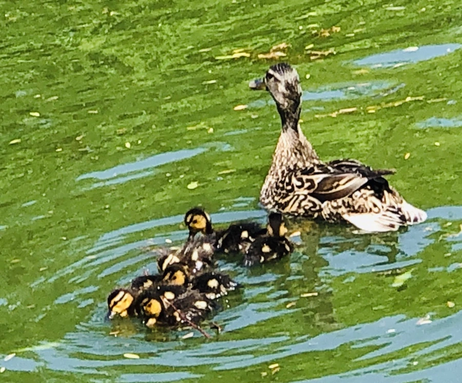 IMG_4857.jpg?type=w966