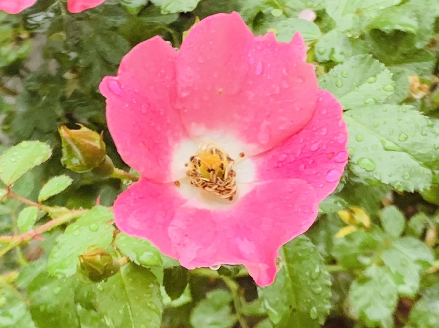 IMG_3849.jpg?type=w966