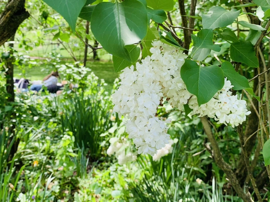 IMG_8803.jpg?type=w966