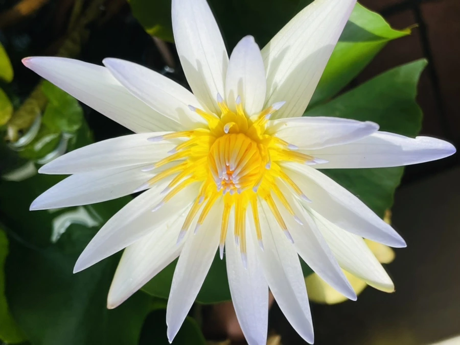 IMG_5198.jpg?type=w966