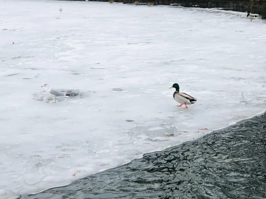 IMG_6223.jpg?type=w966