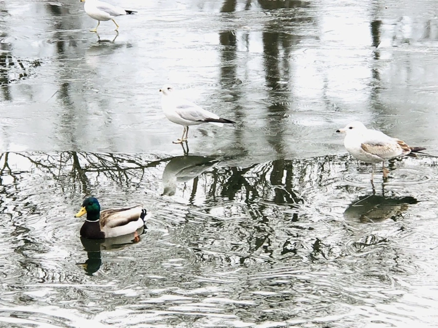 IMG_8913.jpg?type=w966