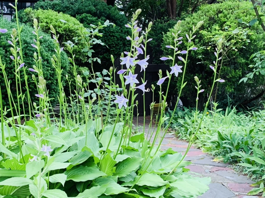 IMG_7174.jpg?type=w966