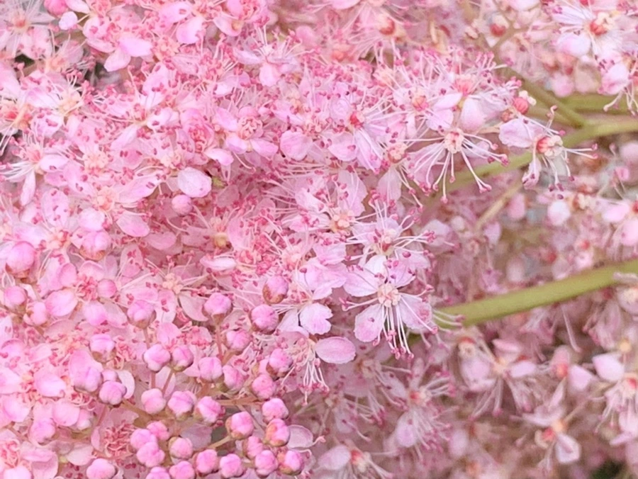 IMG_0592.jpg?type=w966