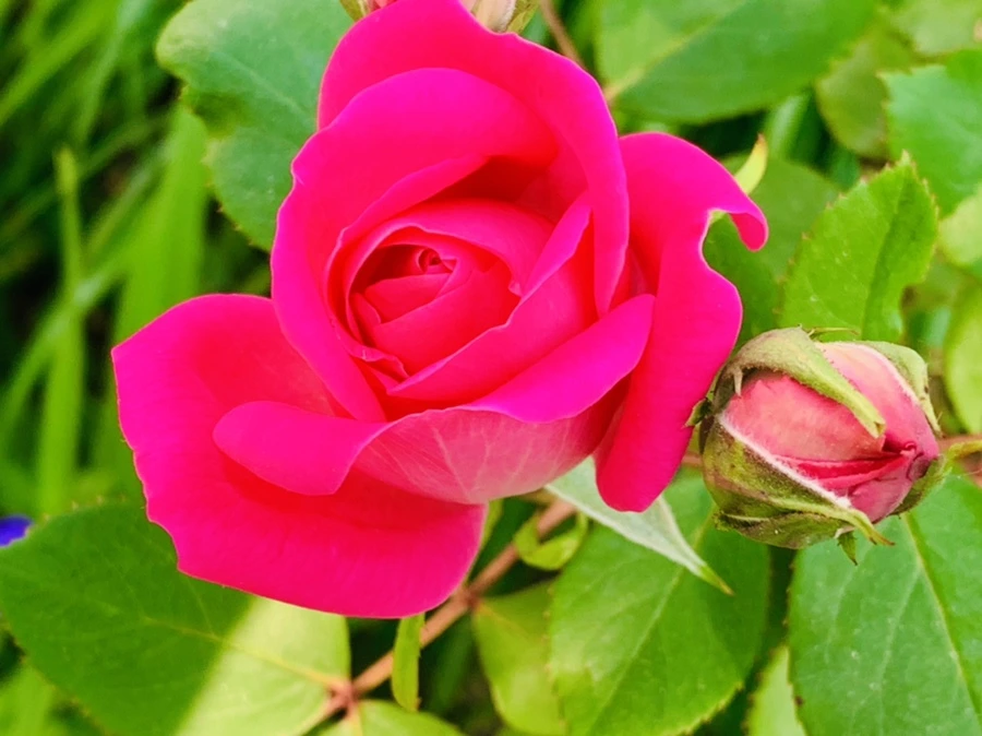 IMG_4071.jpg?type=w966