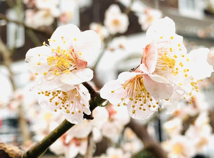 IMG_1773.jpg?type=w966