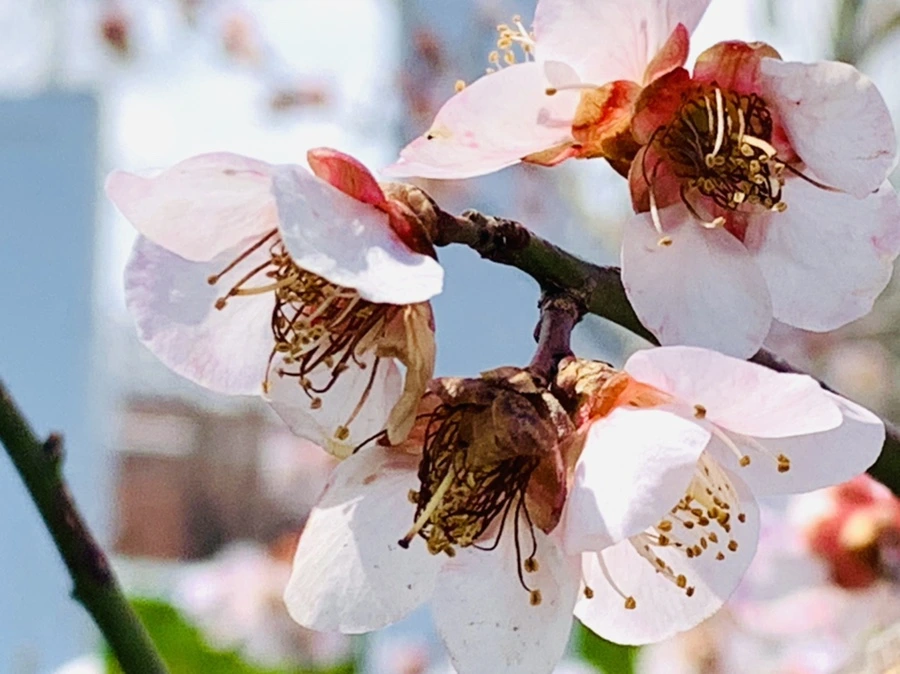 IMG_4253.jpg?type=w966