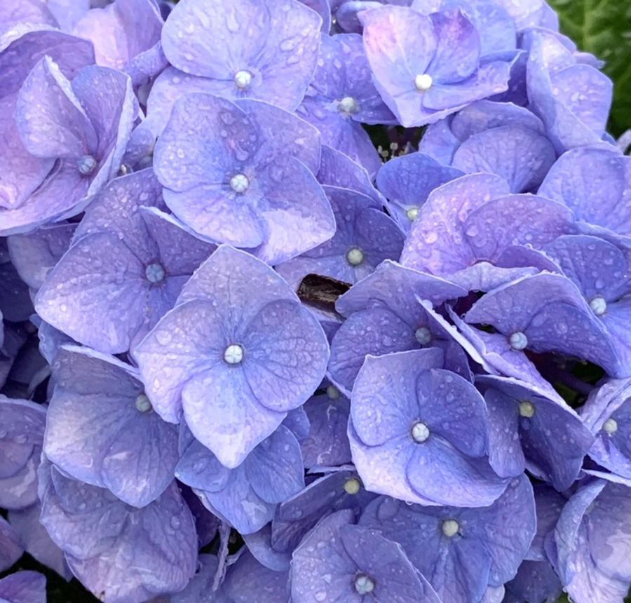 IMG_6192.jpg?type=w966