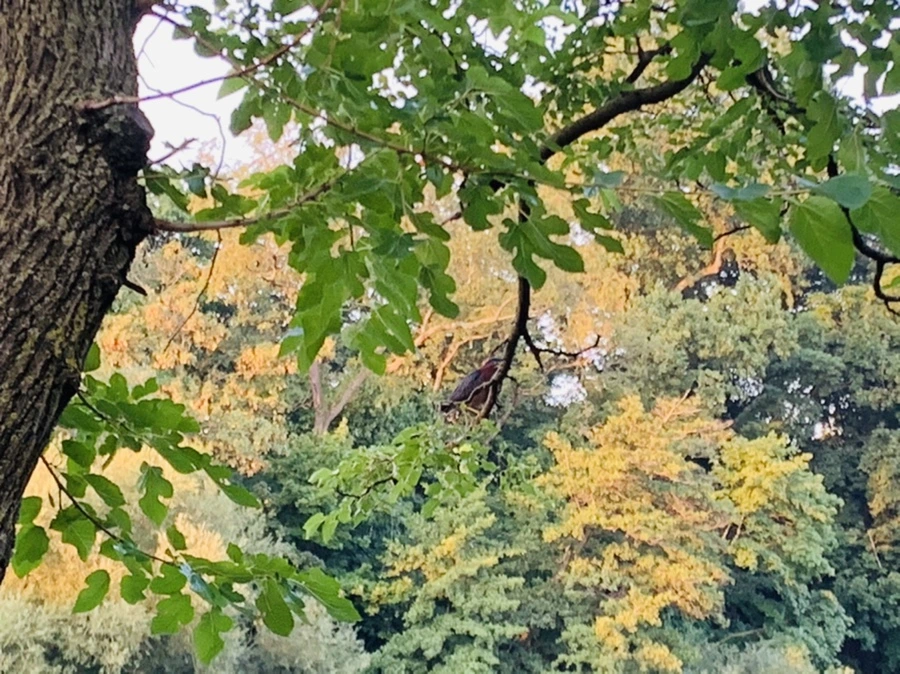 IMG_5529.jpg?type=w966