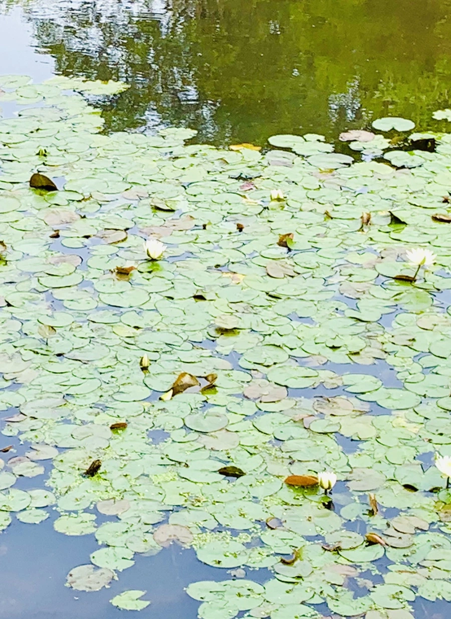 IMG_1673.jpg?type=w966