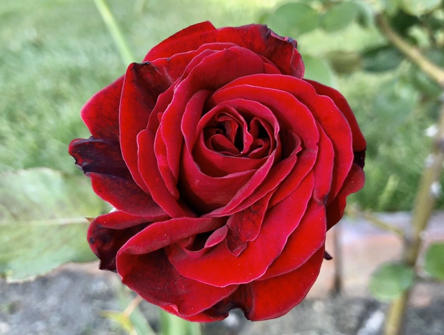 IMG_7323.jpg?type=w966