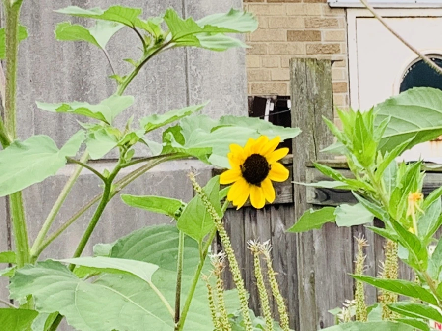 IMG_1059.jpg?type=w966