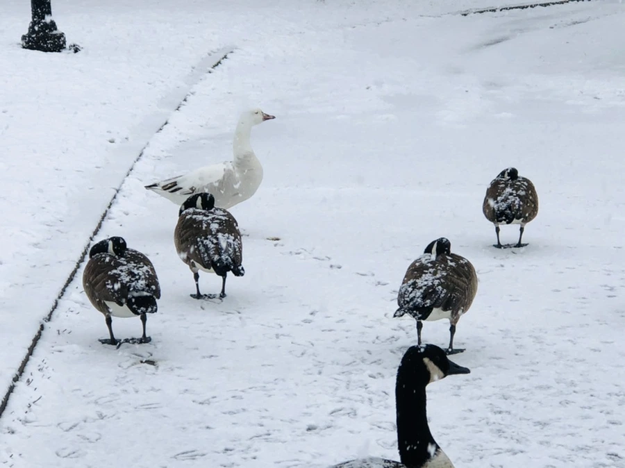 IMG_4216.jpg?type=w966