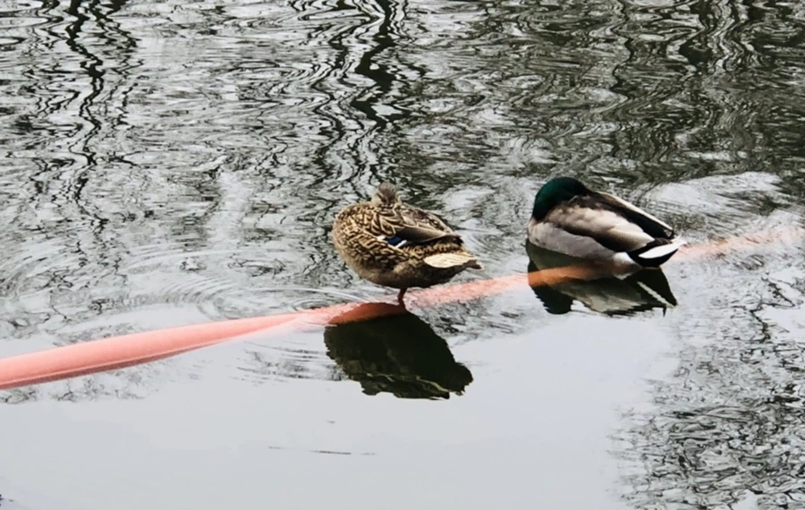 IMG_3346.jpg?type=w966