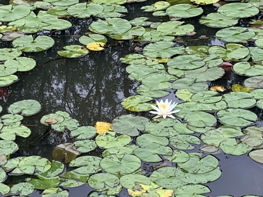 IMG_1624.jpg?type=w966