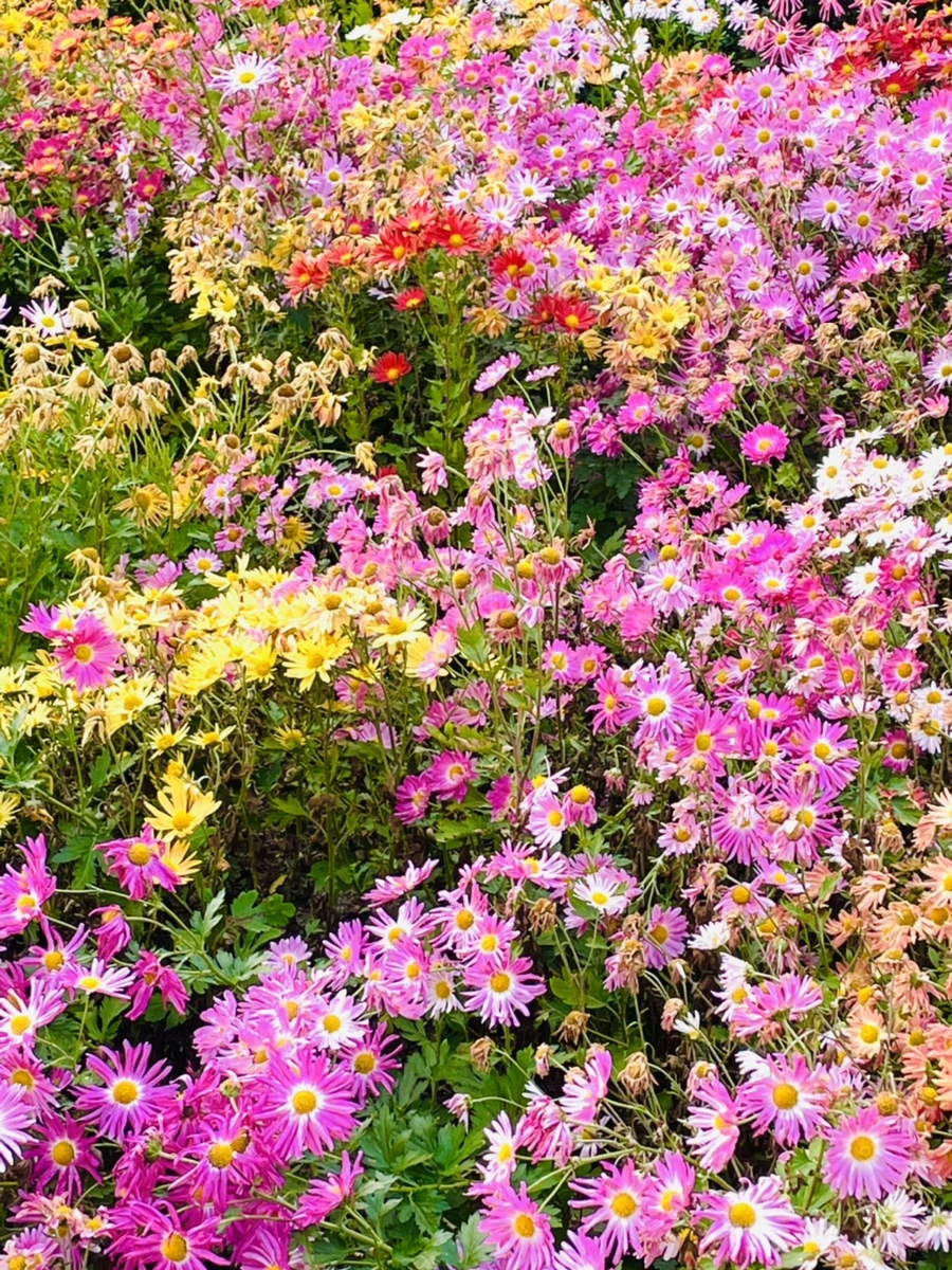 IMG_1231.jpg?type=w966