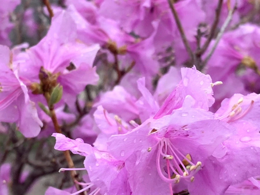 IMG_6170.jpg?type=w966