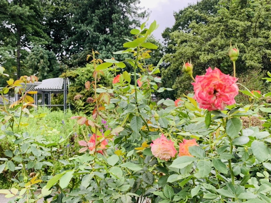 IMG_7887.jpg?type=w966